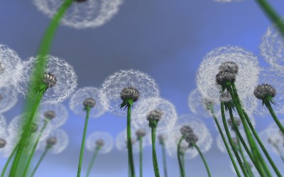 Dandelion