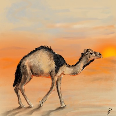 The Camel - on the desert